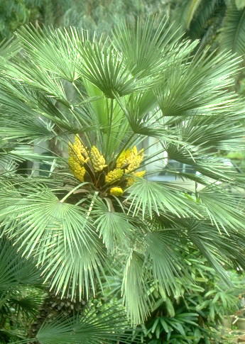 شاماروپس هامیلیس